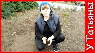 Нужно ли перед зимовкой обрезать розы и укрывать. Как обрезать розы и укрыть на зиму.