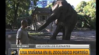 Las características y secretos de los elefantes - Telefe Noticias
