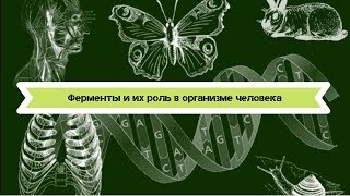 Биология 8 класс $30 Ферменты и их роль в организме человека