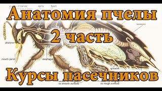 Курсы пасечников: Анатомия пчелы. 2 часть | Курси пасічників: Анатомія бджоли. 2 частина