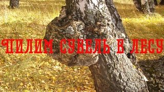 Пилим сувель берёзы в лесу