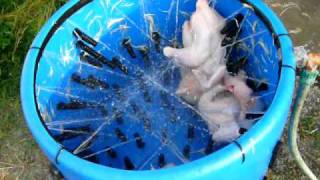 chicken plucker