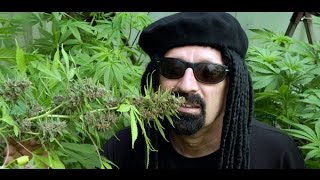 Документальный фильм по выращиванию каннабиса