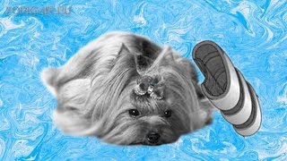 Коллапс трахеи у собак | Симптомы | Лечение.