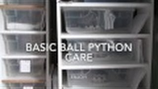 Basic Ball Python Care