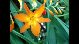 TRITÔNIA : 2 - Meu jardim !