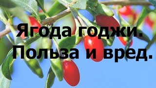 годжи ягода польза и вред