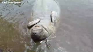 Awesome footage of a large manatee mating ball (aka mating herd)