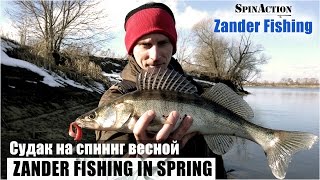 Ловля судака весной на Москва реке.