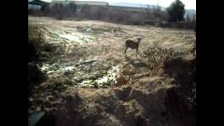 galga abandonada