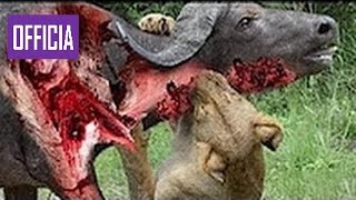 Самых Удивительных Диких Животных Нападает Большой Битвы Животных Бой   Лев Атака