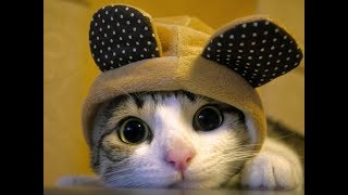 Лучшие Приколы с котами и котятами 2017 Октябрь |  Самые смешные видео про котиков
