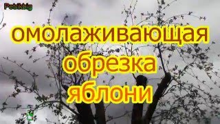 Омолаживающая обрезка старых деревьев