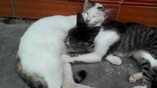 MESUM pada jam kerja [] Ibu kucing dengan anak kandung sendiri