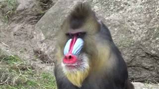 Mandrill monkeys - courtship and mating | Mandrillus sphinx
