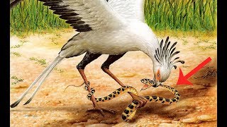 Diều Ăn Rắn | Khắc Tinh Của Các Loà Rắn Độc