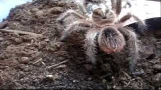 Tarantula Feeding Video 40 - 39 Good Attacks on Good Friday