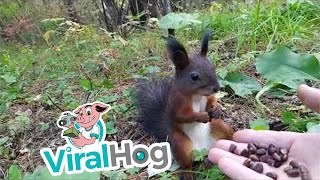 Squirrel Freezes after Feeding on Fresh Snacks