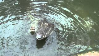 C'est la saison des amours à la Ferme aux crocodiles !