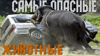 Самые Опасные Животные, которые убивают больше всего людей!