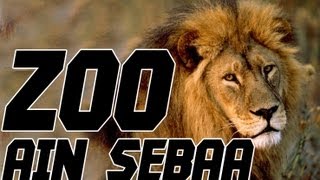 YASSINE JARRAM -  Zoo Ain Sebaa / ياسين جرام  - الحيوانات المتوحشة في المغرب