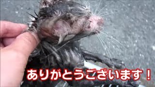 溝におっこちた子猫を救出　再生回数1200万回ありがとうございます