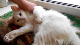 БРОШЕННЫЙ КОТЕНОК #24 Грыжа у кошек БРОШЕННЫЙ КОТИК  Уличный котенок