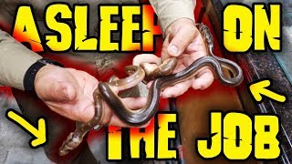 Asleep on the Job Snakes Wait 99 Days to Hatch