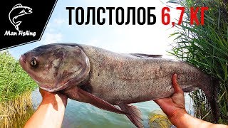 Ловля толстолоба на технопланктон (ТОЛСТОЛОБ 6,7 кг).Рыбалка.Fishing