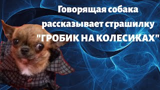 Алисины страшилки. Говорящая собака блогер рассказывает страшилку-смешилку "Гробик на колесиках"
