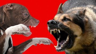 НЕМЕЦКАЯ ОВЧАРКА ПРОТИВ ПИТБУЛЯ. КТО СИЛЬНЕЙ? КАКУЮ СОБАКУ ВЫБРАТЬ?