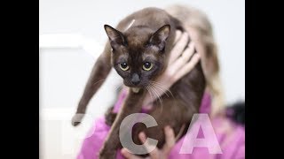Бурманская соболиная кошка. Выставка кошек PCA on-line