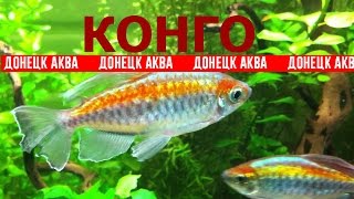 как содержать рыбу Конго. Phenacogrammus interruptus, Aquarium fish, Zierfische, Laichfische