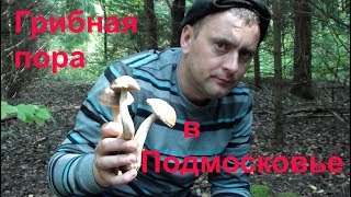 Грибы в Подмосковье. Наконец-то!