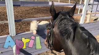 Апрель. Готовимся к троеборью!