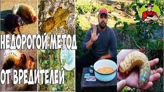 Как Избавиться от личинки майского жука и медведки / Бюджетный вариант