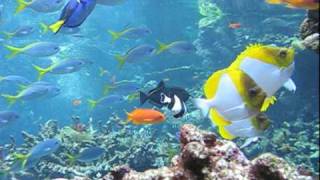 Philippine Coral Reef Dive | California Academy of Sciences