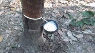 Rubber Tapping (Cutting) in Bueng Kan Province, Thailand