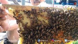 Perbedaan Tawon Ndas dan Lebah