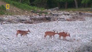 Тайга дикая природа  документальные фильмы  nature