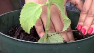 How to Propagate Herb Plants - FIU Organic Garden