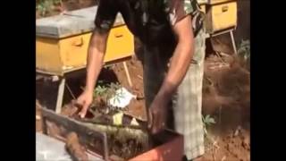 Proses Pengambilan Madu lebah