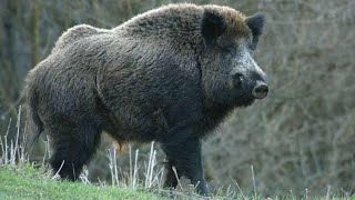 Секач нападает на охотника. Дикие кабаны очень опасные животные.  https://youtu.be/kbR8mxN9hGU