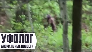 САМКА ЙЕТИ С ДЕТЕНЫШЕМ сняли на камеру (Снежный человек или Бигфут) Монстр и Чудовище