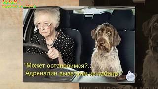 ПОЛЕТЕЛА ПО ВСТРЕЧКЕ (МУРЗИЛКИ International)