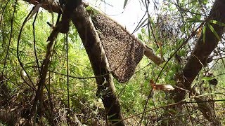 Panen Madu Lebah hutan (honey hunting) (lebah Jampang)