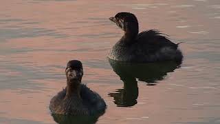 fauna brasileira sertaneja MERGULHÃO CAÇADOR JOVEM silvestre selvagem pantanal pampas brazilian
