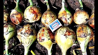 Эксибишен. Пикировка лука эксибишен....