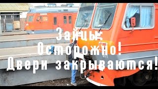 Зайцы: Осторожно! Двери закрываются!