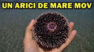 AM PRINS UN ARICI DE MARE RAR ! Ep. 8 Grecia 2014